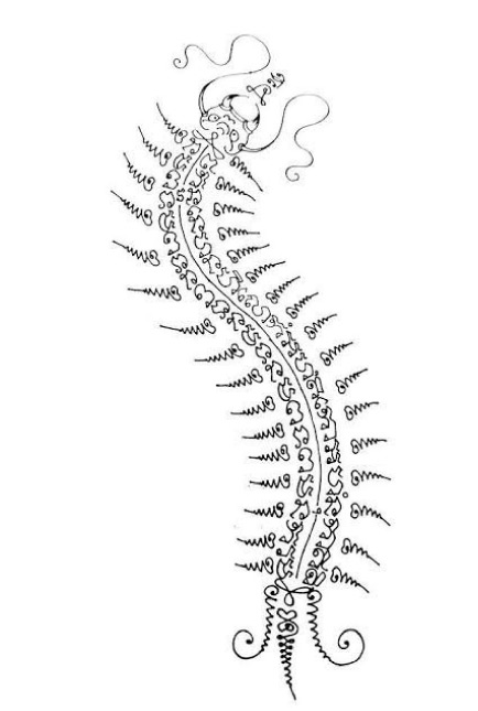 Centipede Tattoo Meaning